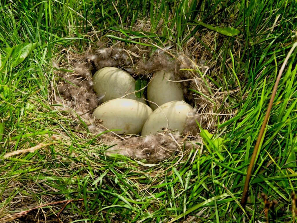 white and brown mushrooms on green grass